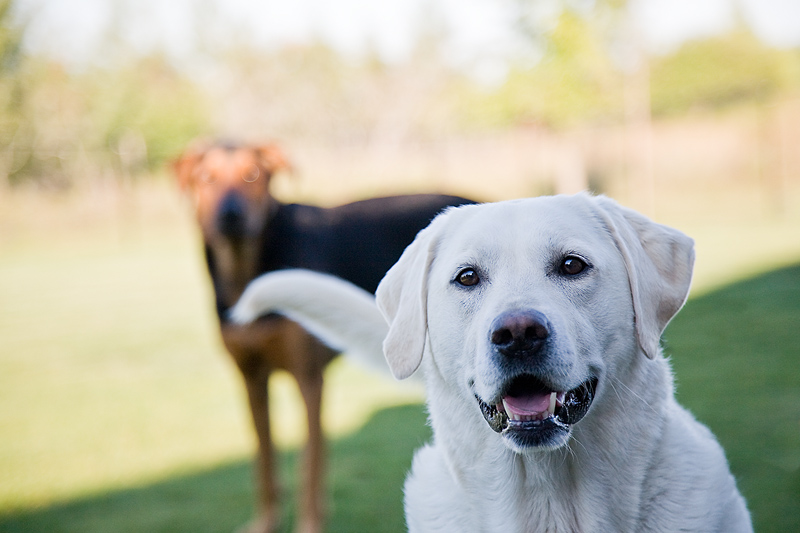 CASPCA reducing fees for adult dog adoption through Sunday