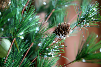 The Schilling Show 12/24/20: Dr. Rob Pochek