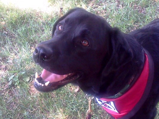 Erika Proctor – Green Dogs Unleashed – Hurricane Harvey Dogs