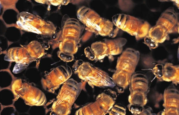 Virginia Winter Bee Losses are Nearly 60% | Keith Tignor