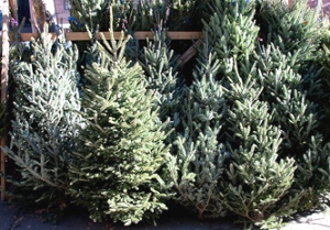 Coming Home Well – Lynne Werre – Holidays Are Hard