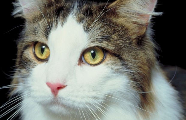 Meowing for a Cause | CRN