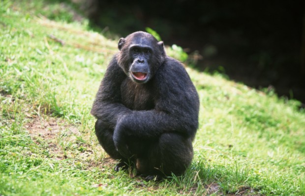 The Schilling Show 4/3/19 Hour 2: Frans De Waal, Ph.D