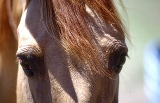 The Schilling Show 4/3/18 Hour 1: Belle Cifu, Jocelynn Helmbrecht The Schilling Show 4/3/18 Hour 1: Belle Cifu, Jocelynn Helmbrecht