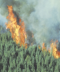 Assistant Fire Marshall Captain Reuben Cowles