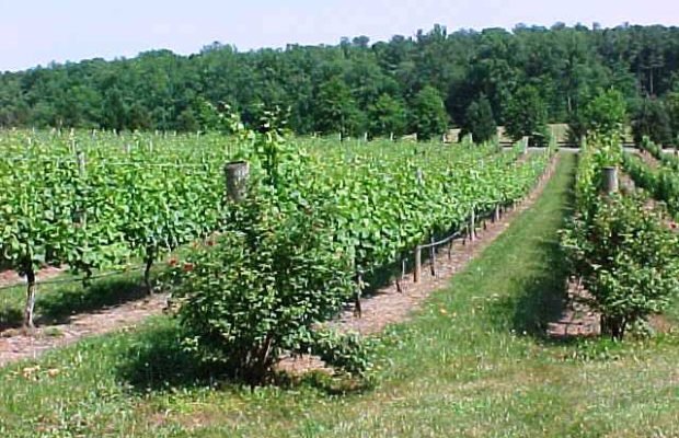 The Workers in the Vineyard: Community Vision 5.14.23 The Workers in the Vineyard: Community Vision 5.14.23