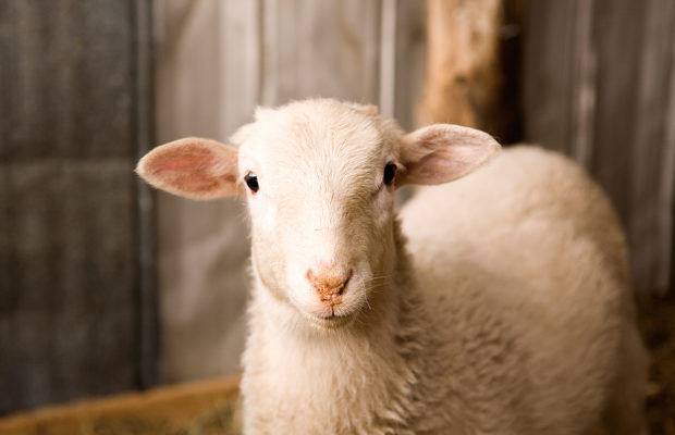 Michelle Mangham: Fall Fiber Fest & Sheep Dog Trials