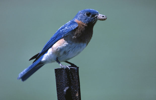 Marnie Allen | Blue Bird Project Marnie Allen | Blue Bird Project