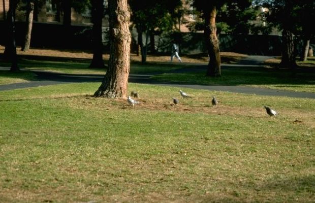 Lillie WIlliams: African American Cultural Arts Festival