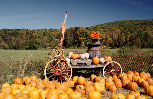 Keith Tignor: Honey Harvest Good this Season Keith Tignor: Honey Harvest Good this Season