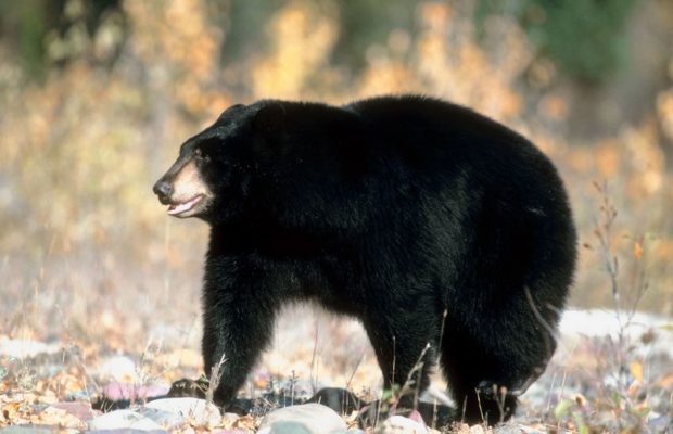 President of the Wildlife Center of Virginia Ed Clark