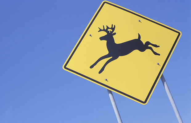 Laura Adams | How Deer Crashes May Effect Your Insurance Rates Laura Adams | How Deer Crashes May Effect Your Insurance Rates