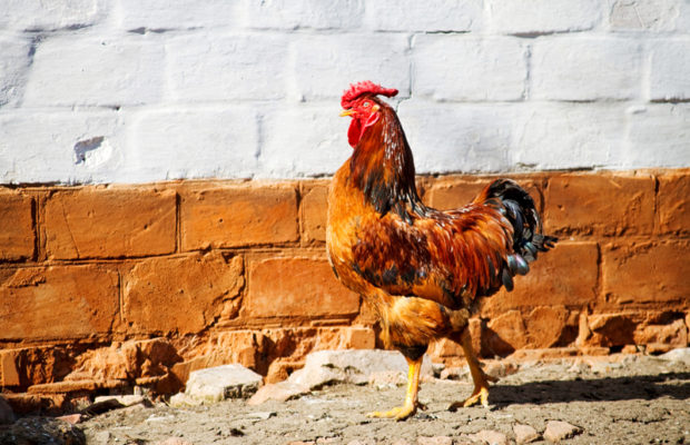 The Schilling Show 12/4/17 Hour 2: Mitzi Perdue, Peter Rosenberger, Juliana Taimoorazy