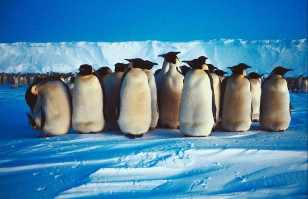 The Schilling Show 1/31/18 Hour 2: Jennifer McCallum, Hans von Spakovsky, Jennifer Braceras