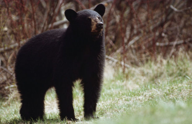 The Schilling Show 9/25/18 Hour 1: Bob Young, Mark Meckler