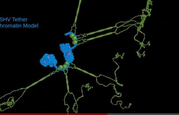 UVA Discovers How Cancer-Causing Virus Cling to Our DNA | Mitchell Smith & Dean Kedes