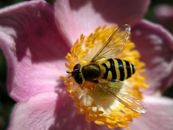 Virginia Pollinator Week| Keith Tignor