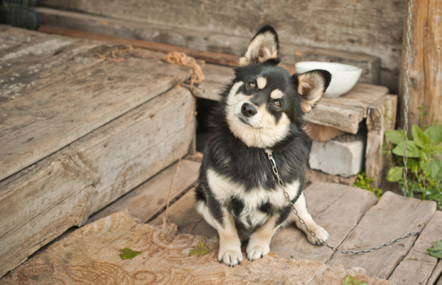 CASPCA Board Chair Jen Corby and Interim Executive Director Sue Friedman CASPCA Board Chair Jen Corby and Interim Executive Director Sue Friedman