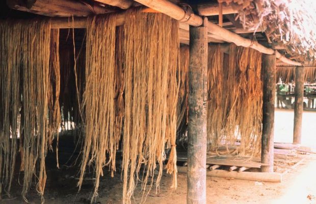 Dept. of Agriculture and Consumer Services Now Supports Development in Virginia’s Burgeoning Hemp Industry.