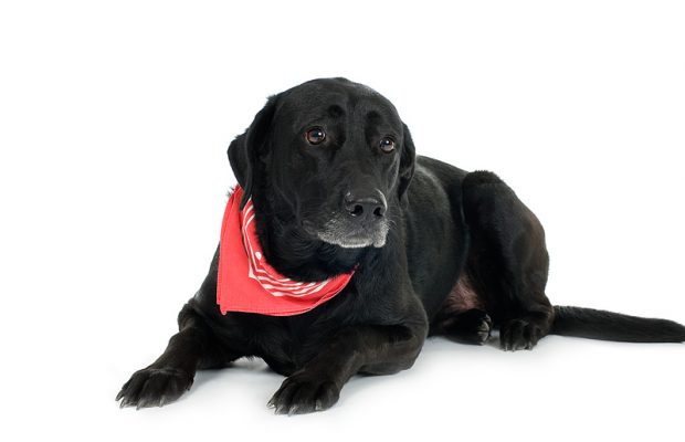 Brewster, The City’s newest K-9 Officer | Officer J. Burnett