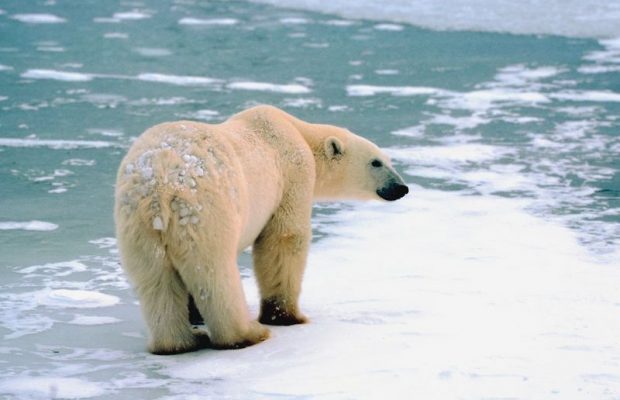 The Schilling Show 11/8/19 Hour 2: Alex Ryvchin, Dr. Charles Battig The Schilling Show 11/8/19 Hour 2: Alex Ryvchin, Dr. Charles Battig