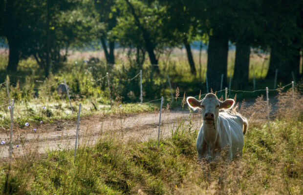 The Schilling Show 11/19/20: State Senator Mark Obenshain, Sharon Salomon The Schilling Show 11/19/20: State Senator Mark Obenshain, Sharon Salomon