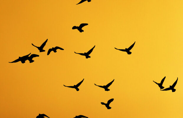 It’s Bird Month and other Wildlife Rehab Stories | CRN