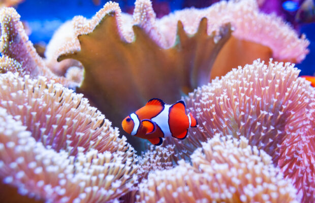 The Schilling Show 1/8/21: Dr. Charles Battig