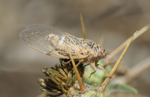 Brood X Cicadas About to Emerge