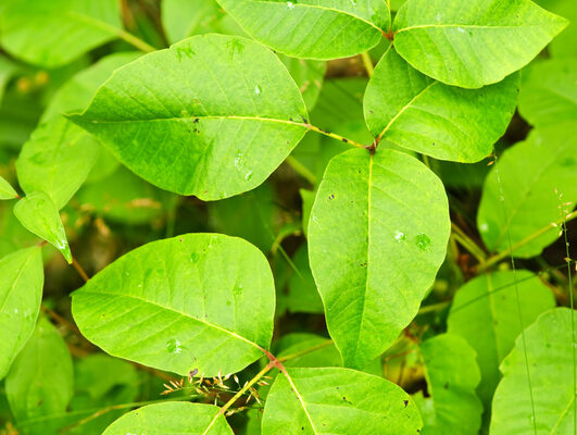 An increasing number of Virginians being poisoned by plants An increasing number of Virginians being poisoned by plants