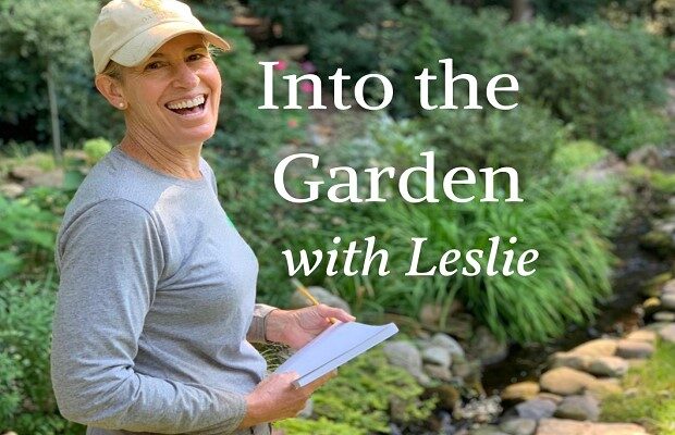 Into the Garden with Leslie Week 28