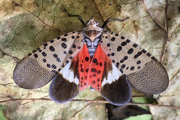 C-VILLE Weekly Editor Richard DiCiccio on Spotted Lanternfly & MORE | CRN C-VILLE Weekly Editor Richard DiCiccio on Spotted Lanternfly & MORE | CRN
