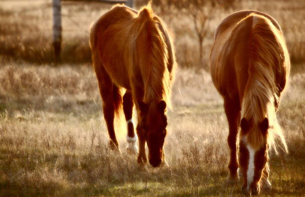 A Graceful Life June 24, 2023: Maya Proux