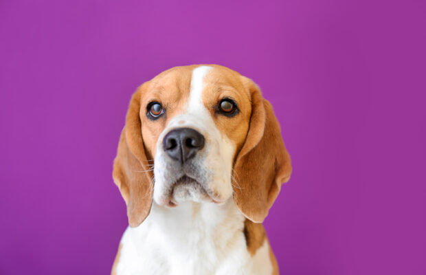 CASPCA volunteer’s ongoing concerns after being told to take the summer off | CRN CASPCA volunteer’s ongoing concerns after being told to take the summer off | CRN