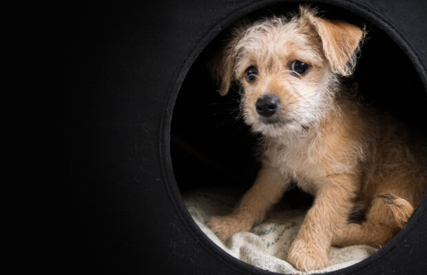 CASPCA Chair Responds to Recent Allegations from Current and Former Staff and Volunteers | CRN