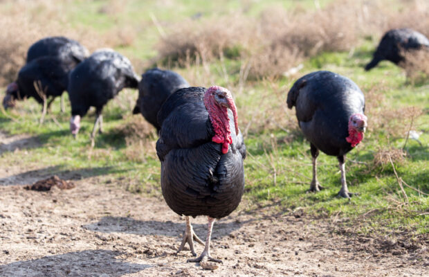 25,000 Turkeys Euthanized After Avian Flu Outbreak | CRN