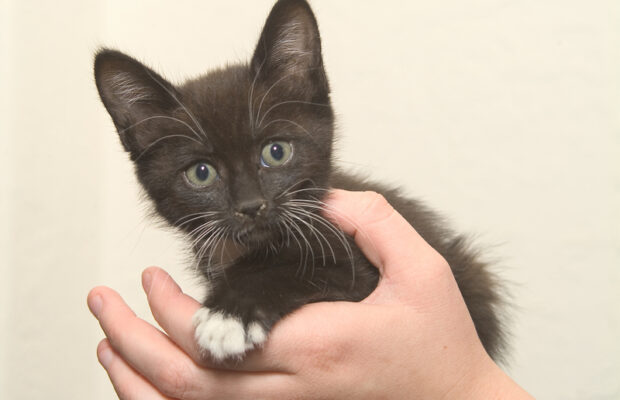 Former CASPCA Employees Animal Welfare Concerns | CRN