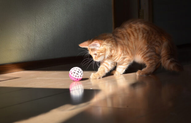 Responding to CASPCA Concerns with Sue Friedman | CRN Responding to CASPCA Concerns with Sue Friedman | CRN