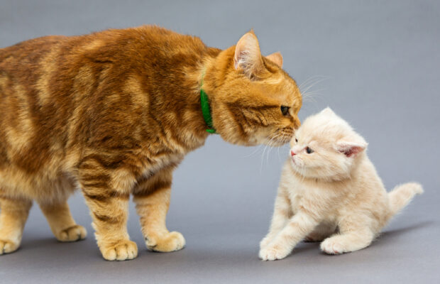 Trading Spaces: Rob & Courteney Talk CASPCA Controversy | CRN