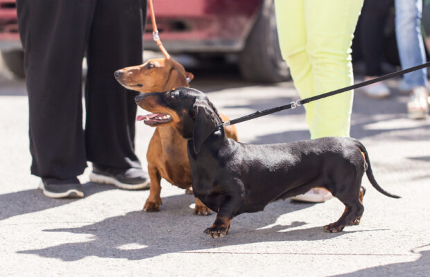 Former CASPCA volunteer dog walker’s dismissal after concerns | CRN