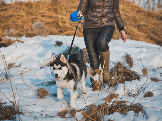 WINA legal analyst Scott Goodman on Cease-and-Desist from CASCPA to Volunteer | CRN WINA legal analyst Scott Goodman on Cease-and-Desist from CASCPA to Volunteer | CRN