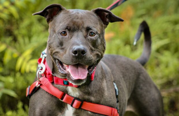 Former CASPCA employee on the conclusion of review | CRN